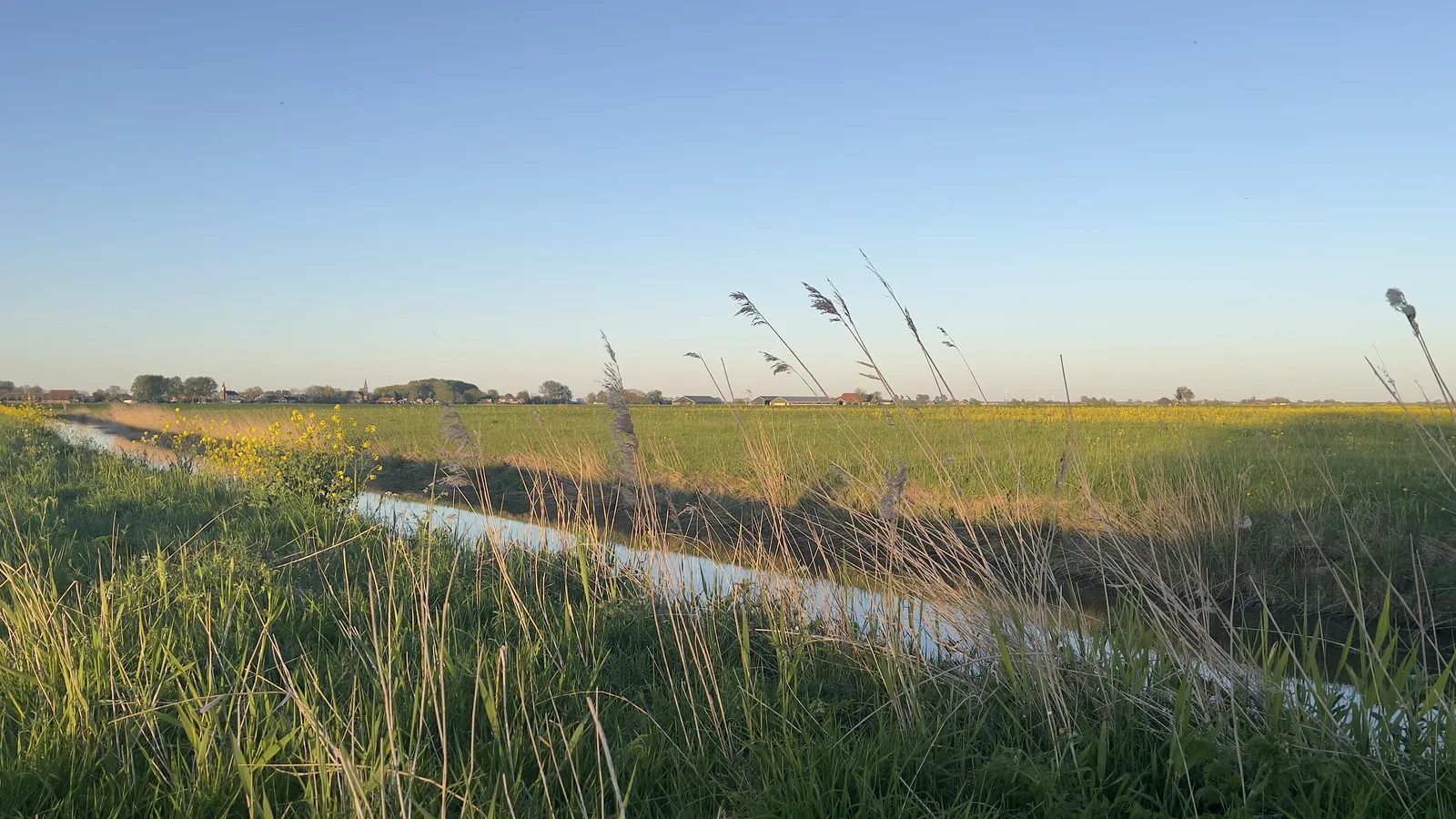 Grasslands of the northern Netherlands at golden hour